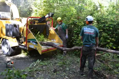 tree services Sebastian